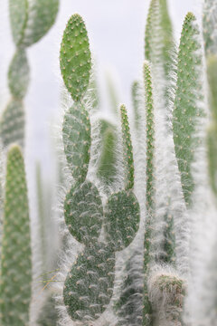 Grandfather cactus in natural background. plant type Perennials. Vertical, 