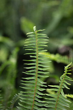 Nephrolepis Cordifolia, Boston fern. Natural environment. Vertical format.