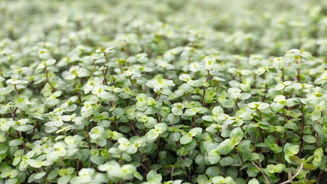 Green Callisia repens on natural environment. 