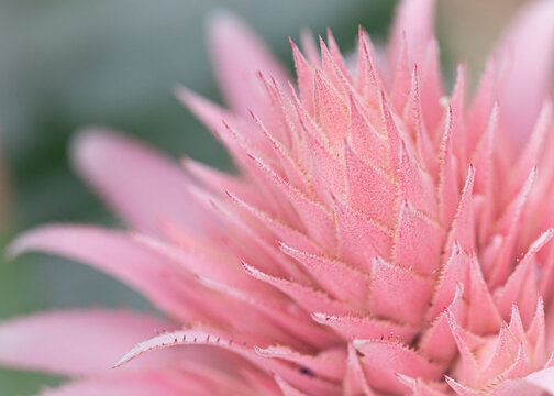 Blossom pink bromelia, Aechmea Fascita,  flower.  Garden bromeliad on natural background. Horizontal format. 