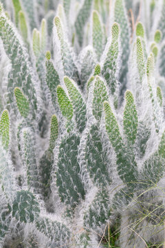 Grandfather cactus in natural background. plant type Perennials.  Vertical format. 