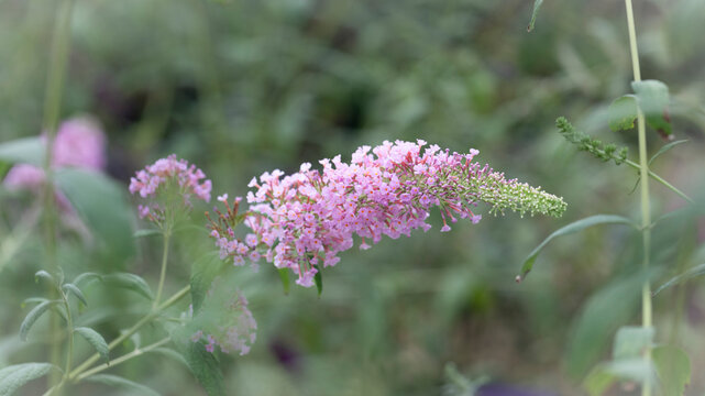 Beautiful pink bloom. Buddleja japonica, dense butterfly bush in natural background. Natural environment. Horizontal format. 