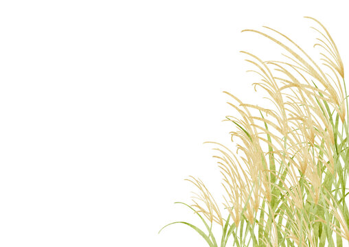 水彩で描いたススキのイラスト