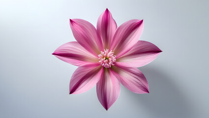 Fototapeta premium Highly Detailed Cinematic Photo of a Delicate Pink Flower Head in Top View Isolated on a Clean White Background, with Subtle Shading and Precise Lighting to Highlight Texture, Color, and Simplicity