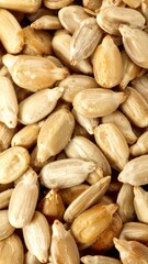 Fototapeta premium Pile of Delicious Roasted Sunflower Seeds in Golden and Brown Hues Macro Still Life