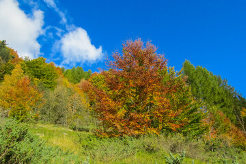 Fototapeta premium Autumn forest trees in Pyrenees mountains colorful foliage, mountain landscape, and natural scenery. Seasonal nature yellow leaves. Area for hiking, tourism, and photography of vibrant woodland views