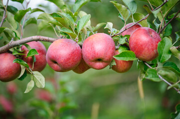 Red apples grow on tree in the garden