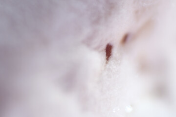 Mushy stuff on soybean tempeh called mycelium