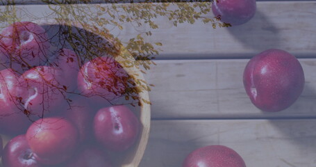Showing wooden bowl overflowing with glossy red plums on slatted patio table in garden, copy space