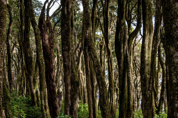 Inmersión en el Bosque de Olivillos Costeros, Valdivia