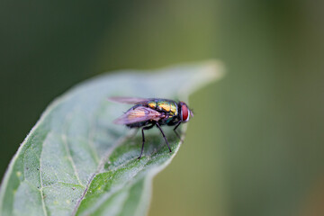 fly stands on leaf