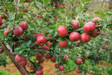 Red apples grow on tree in morning sunshine