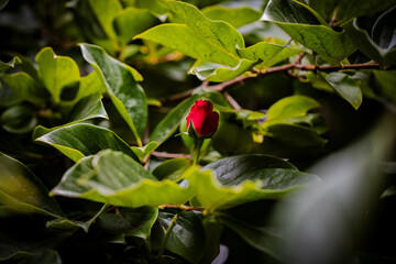 red rose surrounded by green leaves