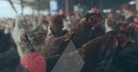 Standing brown hen pecking hay on floor behind wire mesh under overhead beams in poultry barn © vectorfusionart