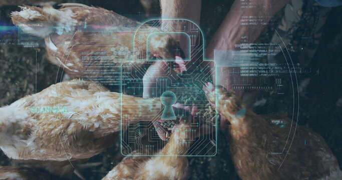 Worker in jeans and shirt grasping brown chickens in poultry pen, with digital padlock overlay - Powered by Adobe