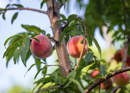 Fresh and delicious peaches in the orchard. Ready for pickup. Horizontal format. 