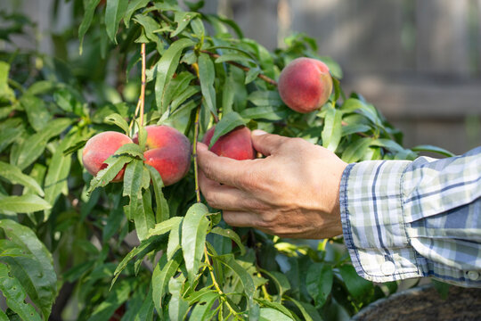 Close up of man hand picking ripe peaches from tree. Horizontal formant. 
