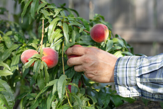 Close up of man hand picking ripe peaches from tree. Horizontal formant. 