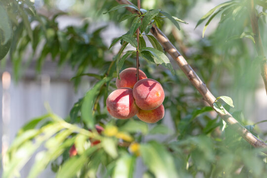 Fresh and delicious peaches in the orchard. Ready for pickup. Horizontal format. 