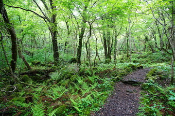 spring path through fresh ferns