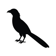 koel-silhouette-on-white-background
