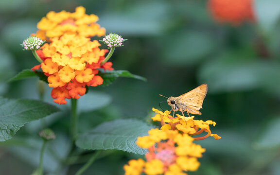Fiery Skipper , Hilephila phyleus on blossom orange lantana  flowers. Garden lantana on natural background. Horizontal format. 