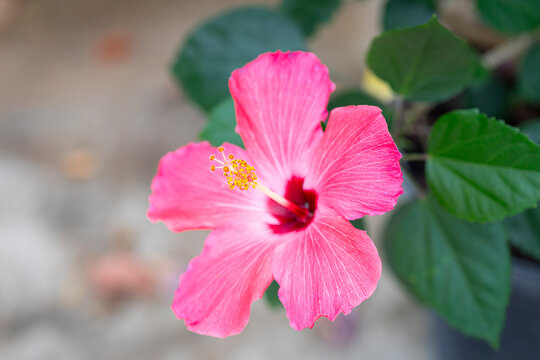 Beautiful bloom. Hibiscus Syracus in natural background. Natural environment. Horizontal format.