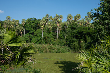 Obraz premium Scenery view of Khamchanod forest in Udon Thani province a place where Thai people go there to worship the naga and ask for good health prosperity in life.