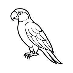 parrot on a white background