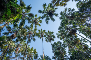 Scenery view of tall palm trees seen from Khamchanod forest in Udon Thani province a place where Thai people go there to worship the naga and ask for good health prosperity in life.
