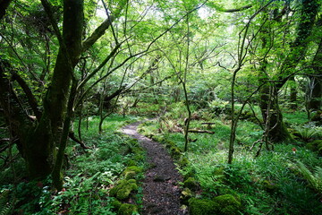 fine spring path in the gleaming sunlight