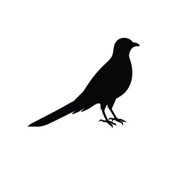 cuckoo-silhouette-on-white-background