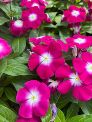 pink flowers in the garden