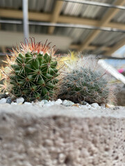 potted cactus close up