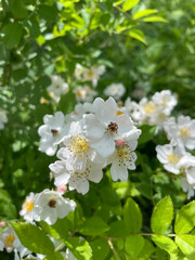 White Azalea Flowers