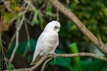 Short-billed Corella in a tree