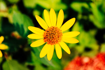 Yellow Flower in the Garden