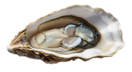 Fresh oyster open shell seafood delicacy isolated on transparent background
