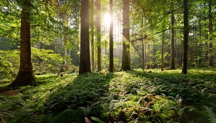 Obraz premium lush green forest photo depicting sunlight through trees and green leaves