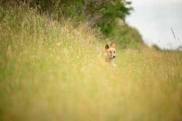 Curious dingo in long grass by the side of rural road