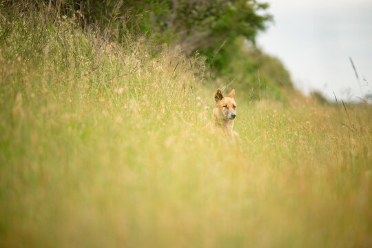 Curious dingo in long grass by the side of rural road