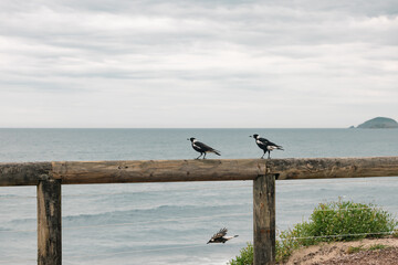 Magpies standing on barrier fence overlooking the ocean