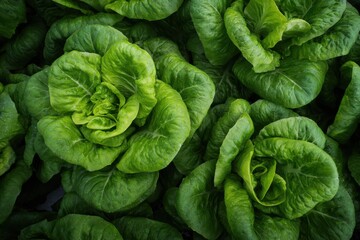 Obraz premium Fresh, vibrant green lettuce heads arranged closely in a farm setting, showcasing healthy growth