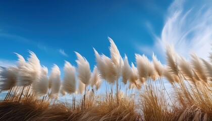 serene pampas grass sways gently in a breezy azure sky a picturesque scene of nature s beauty and tranquility