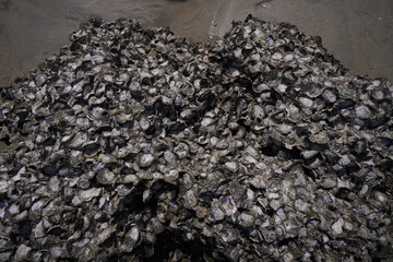 Beach Asia. Asian island beach with large stones, clear seas and blue skies