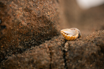 Small hermit crab hiding in shell at the beach
