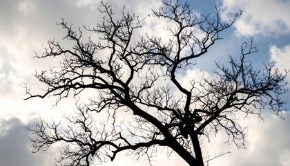 Fototapeta premium tree silhouette against blue sky