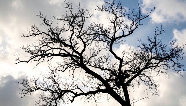 tree silhouette against blue sky - Powered by Adobe