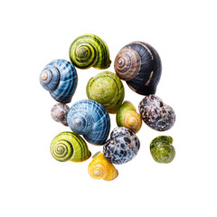 Obraz premium Colorful cluster of snail shells