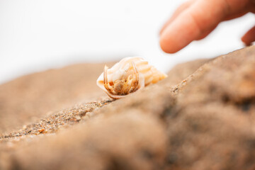 Human fingers reaching toward small hermit crab hiding in shell at the beach